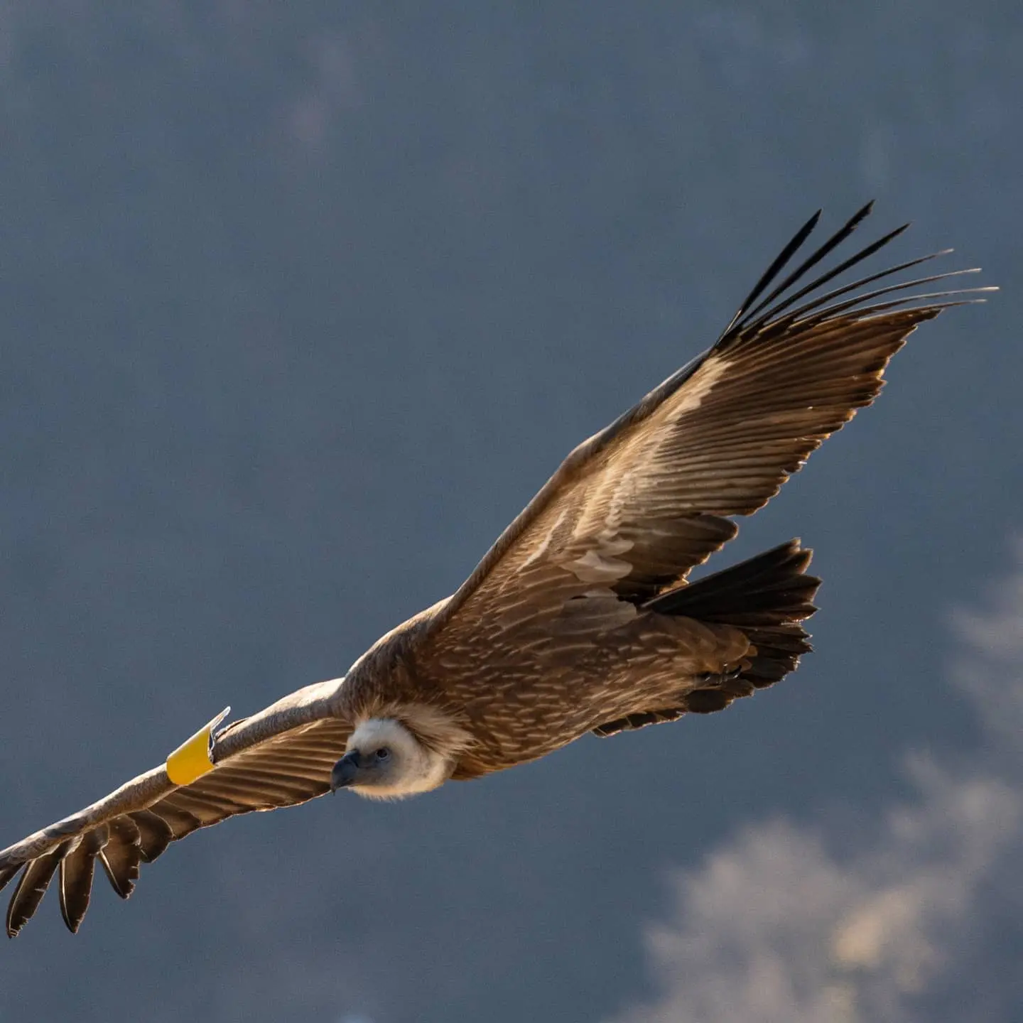 Beloglavi sup u letu iznad kanjona Uvca